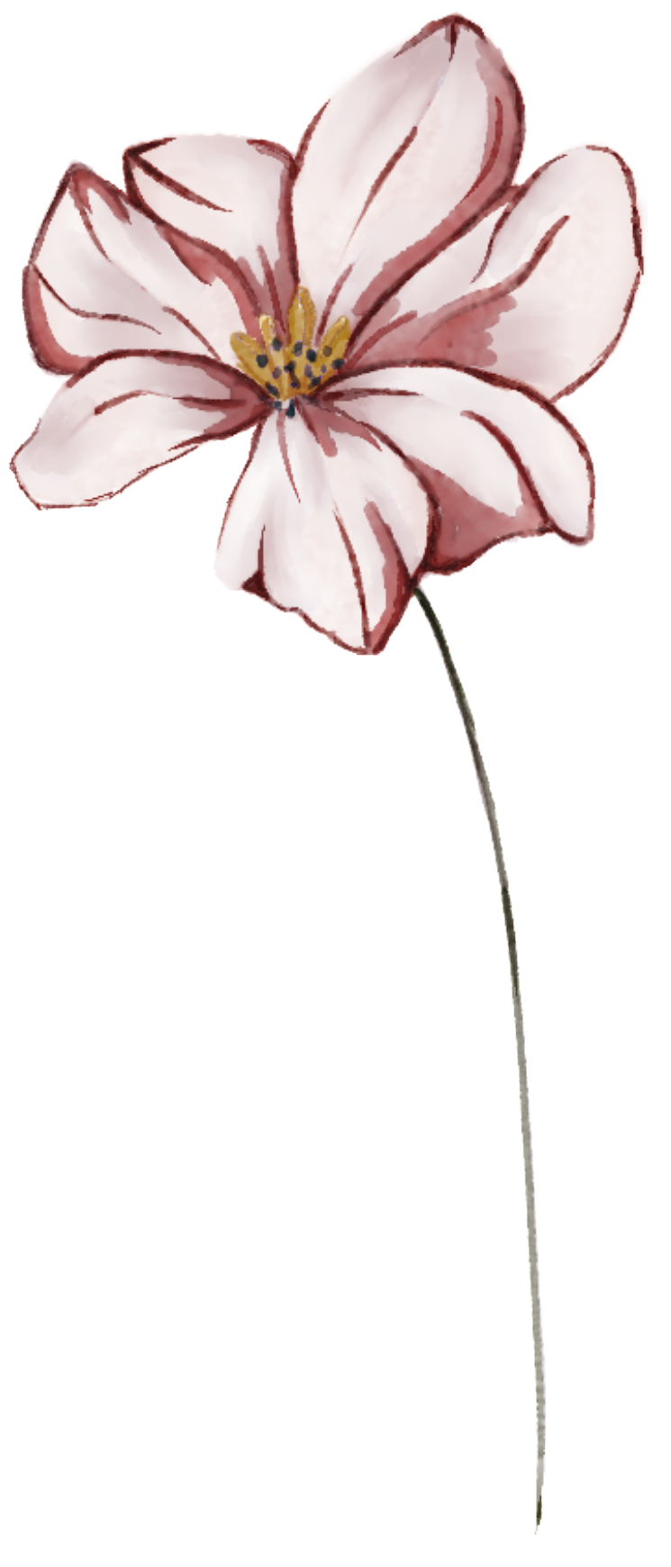 Ilustración flor rosa burdeos