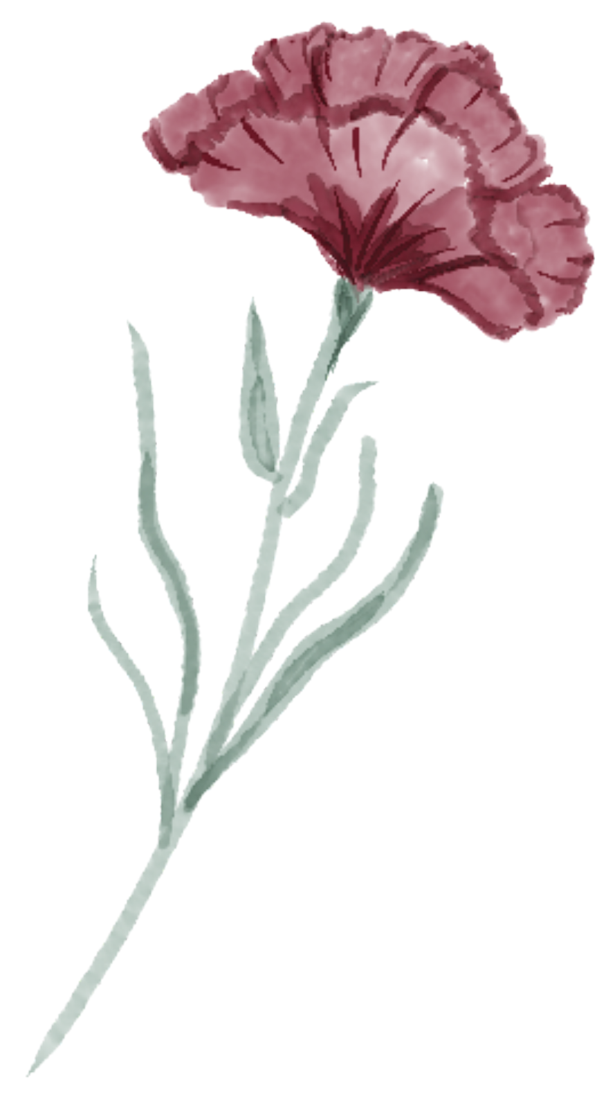 Ilustración clavel